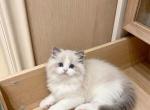 Justin - Ragdoll Kitten For Sale - 