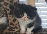 September - Persian Kitten For Sale - Ingram&comma; TX&comma; US