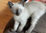 Sassy - Siamese Kitten For Sale - City Of Wilkes Barre&comma; PA&comma; US