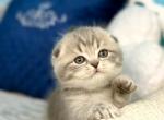 Scottish Junior - Scottish Fold Kitten For Sale - Brooklyn&comma; NY&comma; US