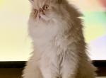 Kimmy - Persian Cat For Sale - Sylacauga&comma; AL&comma; US