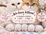 Luna litter - Scottish Fold Kitten For Sale - Staten Island&comma; NY&comma; US