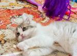 CottonCandy Dollface Persian - Persian Kitten For Sale - 