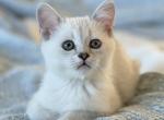 Burmilla Burmese Silver British Shorthair - Burmese Kitten For Sale - 