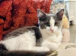 Blue Boy - Domestic Kitten For Sale - 