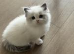Lucy - Ragdoll Kitten For Sale - 