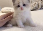 Bob - Ragdoll Kitten For Sale - 