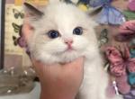 Alen - Ragdoll Kitten For Sale - 