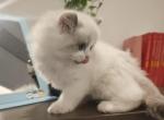 Tom - Ragdoll Kitten For Sale - Las Vegas&comma; NV&comma; US
