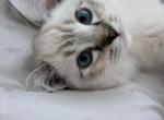 Bueatiful Ragdoll Girl - Ragdoll Kitten For Sale - 