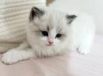 MiMi - Ragdoll Kitten For Sale - 