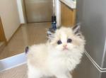 cici - Ragdoll Kitten For Sale - 