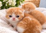 Persian exotic shorthair Christmas kitty - Exotic Kitten For Sale - 
