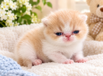 Exotic shorthair Persian Christmas Kitty - Exotic Kitten For Sale - 