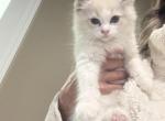 Prince Charmingg - Ragdoll Kitten For Sale - 