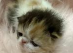 Exotic calico girl - Exotic Kitten For Sale - Orlando&comma; FL&comma; US