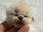 Himalayan - Himalayan Kitten For Sale - Orlando&comma; FL&comma; US