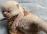Persian white kittens - Persian Kitten For Sale - Orlando&comma; FL&comma; US