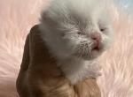 Exotic whites - Exotic Kitten For Sale - Orlando&comma; FL&comma; US