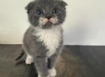 Smokey - Scottish Fold Kitten For Sale - 