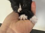 Oreo - Scottish Straight Kitten For Sale - Chicopee&comma; MA&comma; US