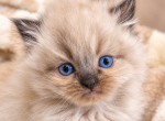 Doll Face Lynx tufted Himalayan Kittens - Himalayan Kitten For Sale - Bala Cynwyd&comma; PA&comma; US