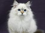 Karat - Siberian Kitten For Sale - Grayslake&comma; IL&comma; US