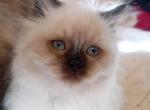 Oni - Ragdoll Kitten For Sale - 
