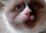 Umi - Ragdoll Kitten For Sale - Naugatuck&comma; CT&comma; US