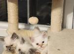 Persian Himalayan - Persian Kitten For Sale - Pensacola&comma; FL&comma; US