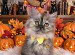 Luna - Persian Kitten For Sale - Sand Lake&comma; FL&comma; US