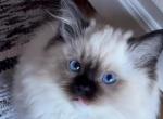 Ragdoll Male - Ragdoll Kitten For Sale - Willington&comma; CT&comma; US
