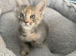 Shey - Maine Coon Kitten For Sale - Wilmington&comma; DE&comma; US