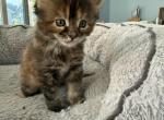 Liz - Maine Coon Kitten For Sale - Wilmington&comma; DE&comma; US