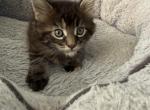 Casey - Maine Coon Kitten For Sale - Wilmington&comma; DE&comma; US