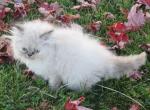 Lilac Cream Point Persian Female - Persian Kitten For Sale - OH&comma; US