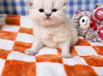 Sweet Himalayan Persian kittens - Persian Kitten For Sale - Brandon&comma; FL&comma; US