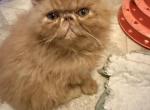 CFA Registered Red Male Persian - Persian Kitten For Sale - 