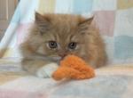 MLB - Persian Kitten For Sale - Myakka City&comma; FL&comma; US