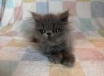 Barry - Persian Kitten For Sale - Myakka City&comma; FL&comma; US