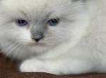 Ragdoll kitties - Ragdoll Kitten For Sale - Barberton&comma; OH&comma; US