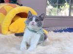 B071 - British Shorthair Kitten For Sale - Los Angeles&comma; CA&comma; US