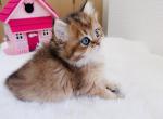 Charlie - British Shorthair Kitten For Sale - Yorba Linda&comma; CA&comma; US