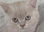 Tawny - British Shorthair Kitten For Sale - Monticello&comma; KY&comma; US