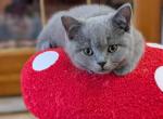 Gus Gus - British Shorthair Kitten For Sale - Monticello&comma; KY&comma; US