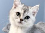 Daisy - Scottish Straight Kitten For Sale - 
