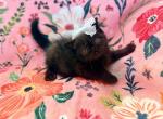 Solid Black ESH - Exotic Kitten For Sale - Oklahoma City&comma; OK&comma; US