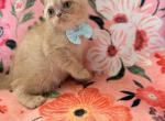 Doll Faced Cream ESH - Exotic Kitten For Sale - 