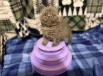 Blue ESH Boy - Exotic Kitten For Sale - Oklahoma City&comma; OK&comma; US