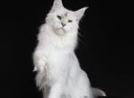 Komrad - Maine Coon Kitten For Sale - Los Angeles&comma; CA&comma; US